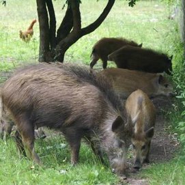 wild boar