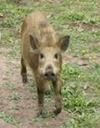 wild boar