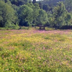 flower field and trees