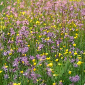 filed of flowers