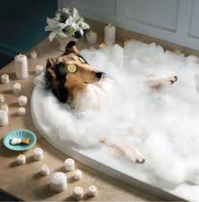 dog in spa bath
